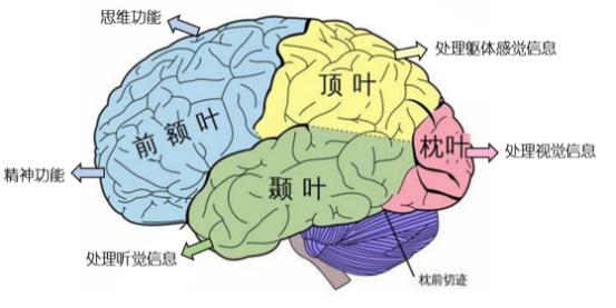 通过脑机接口实现医疗突破：马斯克宣布2025年Neuralink的植入计划_马斯克脑植入芯片_大脑植入设备